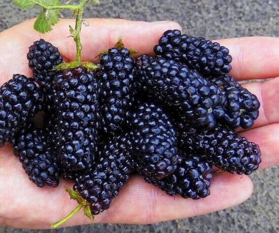 GERVUOGĖ BESPYGLĖ ''BRZEZINA'